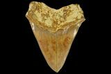 Superb, Colorful Megalodon Tooth - Indonesia #151828-1